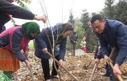 Tạo sinh kế, tăng thu nhập cho đồng bào dân tộc Yên Minh từ việc cải tạo vườn tạp