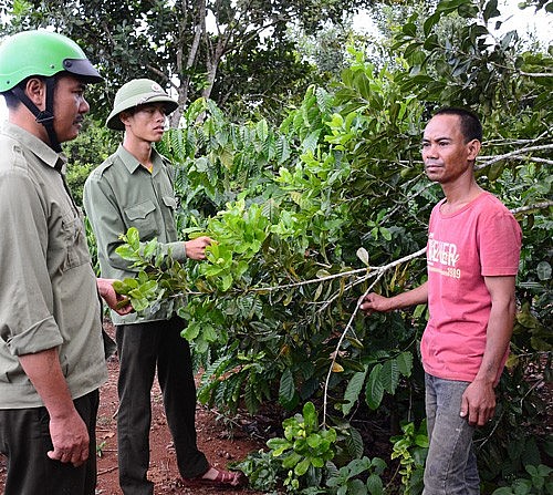 Bà con dân tộc thiểu số huyện Kbang thoát nghèo nhờ nhận giao khoán bảo vệ rừng