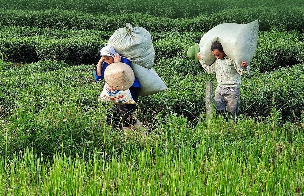 Lai Châu: Cây chè giúp đồng bào vùng cao xóa đói giảm nghèo