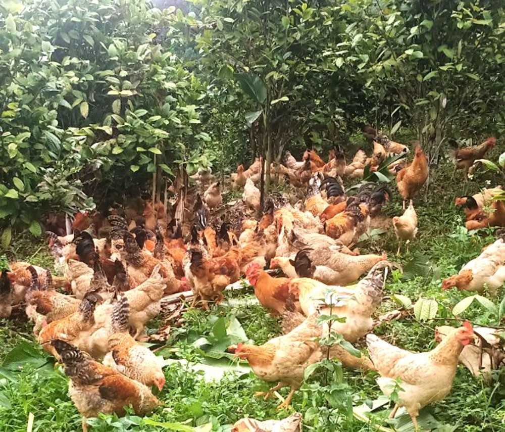 Quảng Ninh: Người dân Sán Chỉ làm giàu ở vùng đất nghèo Quảng Ninh: Người dân Sán Chỉ làm giàu ở vùng đất nghèo