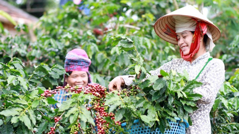 Nhiều hộ đồng bào ở Sơn La thu nhập từ 200 đến 300 triệu đồng/năm nhờ cây cà phê