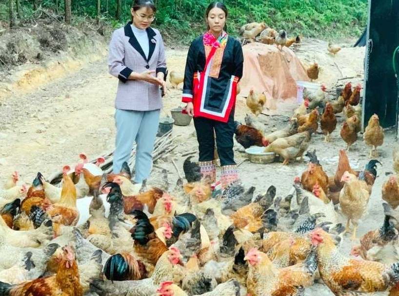 Quảng Ninh: Nghị lực thoát nghèo của người phụ nữ dân tộc Dao