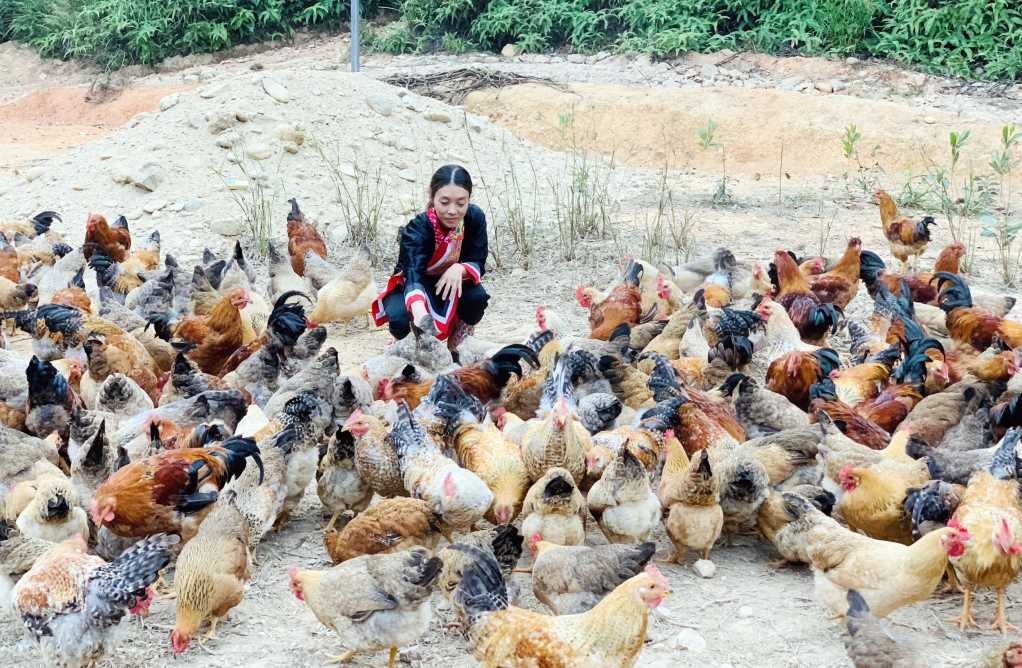 Quảng Ninh: Nghị lực thoát nghèo của người phụ nữ dân tộc Dao