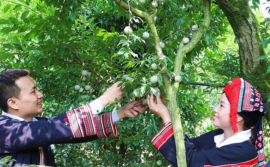 Đặc sắc Ngày hội hái quả Mộc Châu -Tôn vinh giá trị kinh tế du lịch vùng đồng bào dân tộc