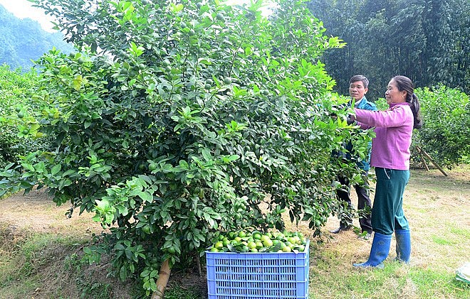 Tuyên Quang: Hỗ trợ đồng bào dân tộc thiểu số vươn lên thoát nghèo