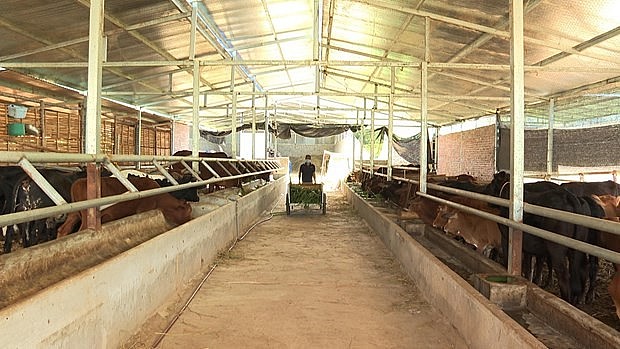 Đồng bào Lai Châu làm giàu từ chăn nuôi đại gia súc theo hướng tập trung, hàng hóa