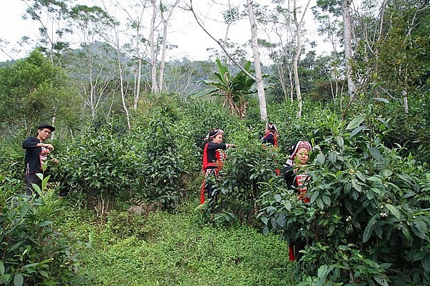 Hà Giang phát triển chỉ dẫn địa lý các sản phẩm chè Shan Tuyết