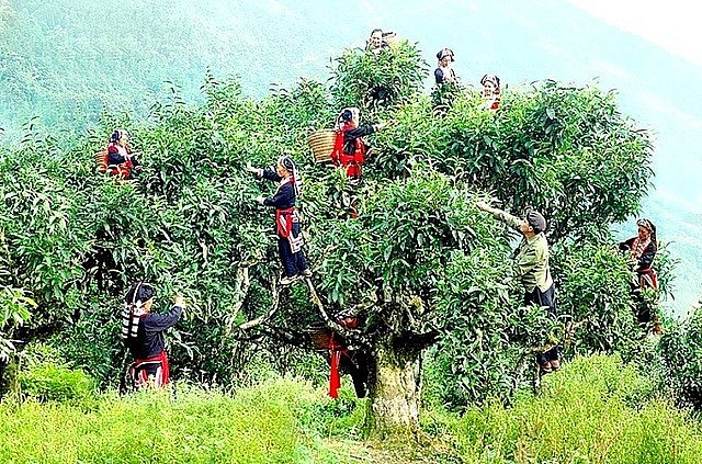 Hà Giang phát triển chỉ dẫn địa lý các sản phẩm chè Shan Tuyết