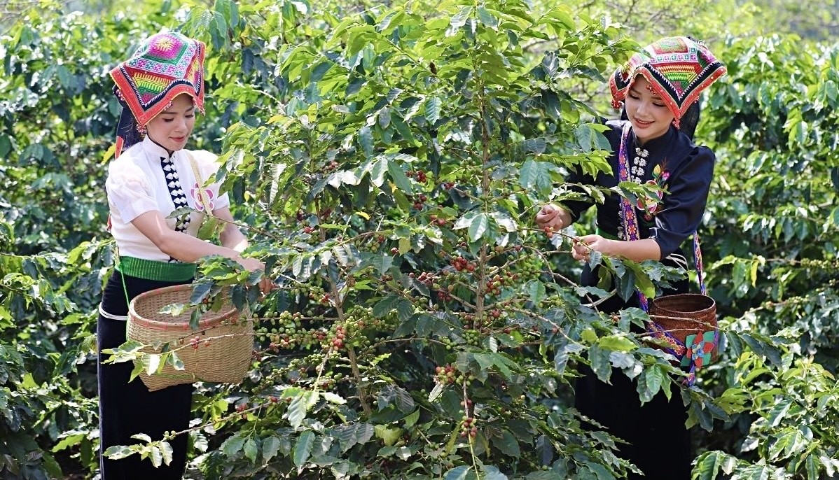 Khai mạc Lễ hội Cà phê tỉnh Sơn La lần thứ nhất năm 2023