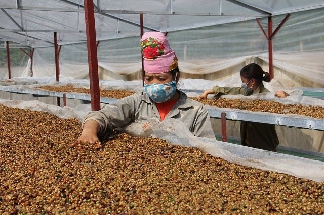 Sơn La: Tập trung chế biến sâu cà phê Arabica, nâng cao thu nhập cho người dân