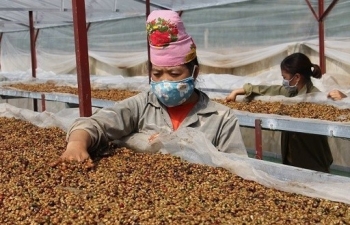 son la tap trung che bien ca phe arabica nang cao thu nhap cho nguoi dan