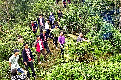 Kinh tế vườn hộ giúp bà con huyện Hoàng Su Phì thoát nghèo