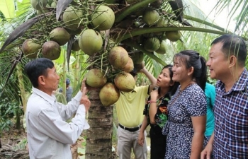 dua sap cau ke nguon thu nhap chinh cho nhieu ho khmer o tra vinh