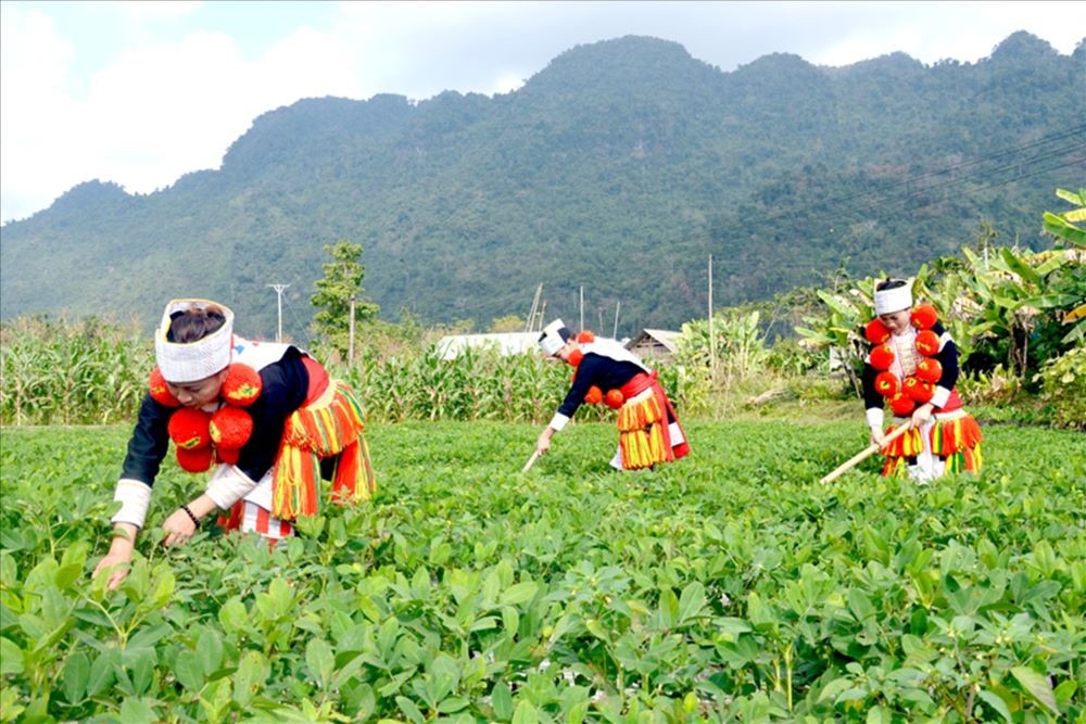 Phát triển kinh tế - xã hội vùng Trung du và miền núi Bắc bộ