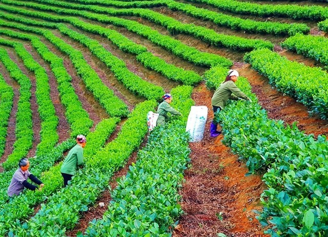 Bắc Kạn: Ưu tiên tập trung nguồn lực, tạo sinh kế cho đồng bào dân tộc phát triển kinh tế