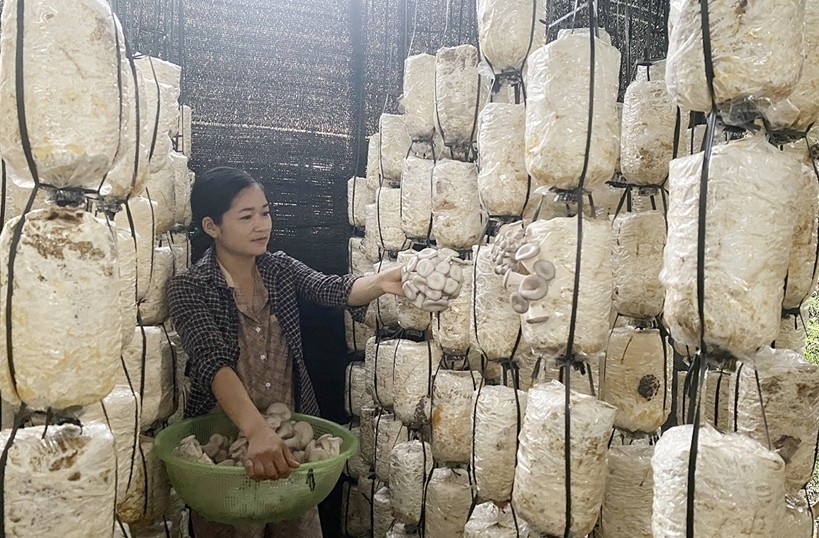 Bắc Kạn: Ưu tiên tập trung nguồn lực, tạo sinh kế cho đồng bào dân tộc phát triển kinh tế