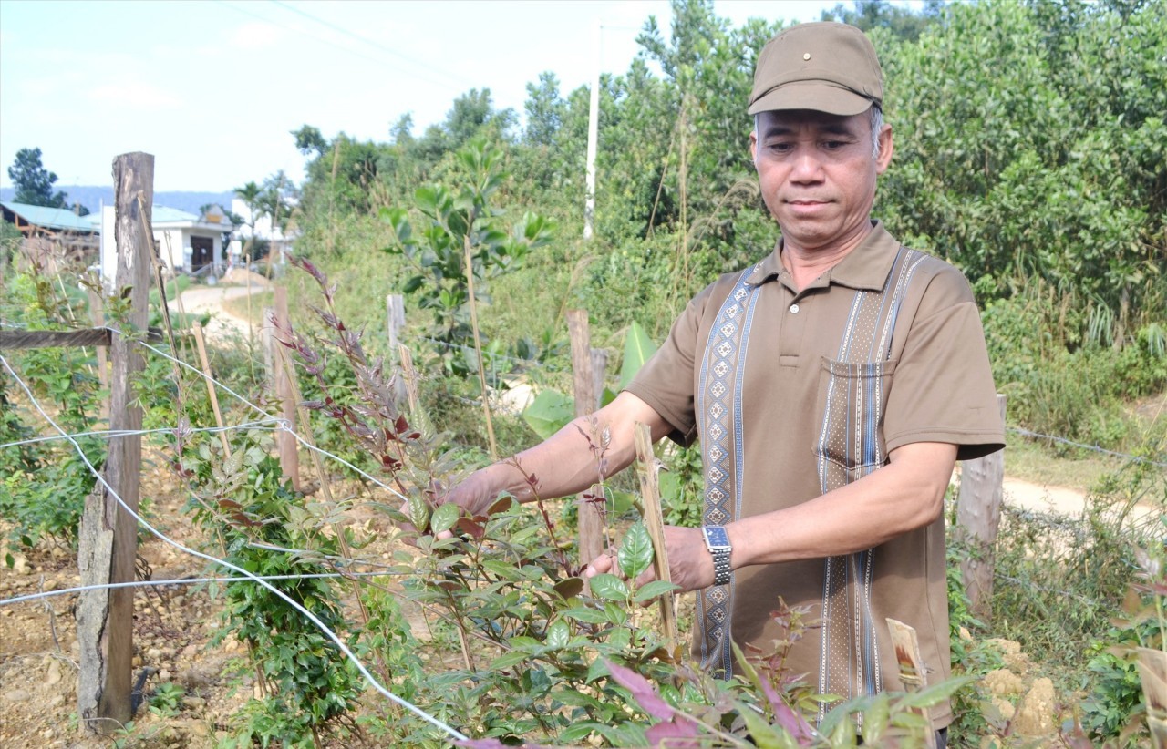Quảng Nam: Phát triển cây chè để xóa đói giảm nghèo cho đồng bào miền núi