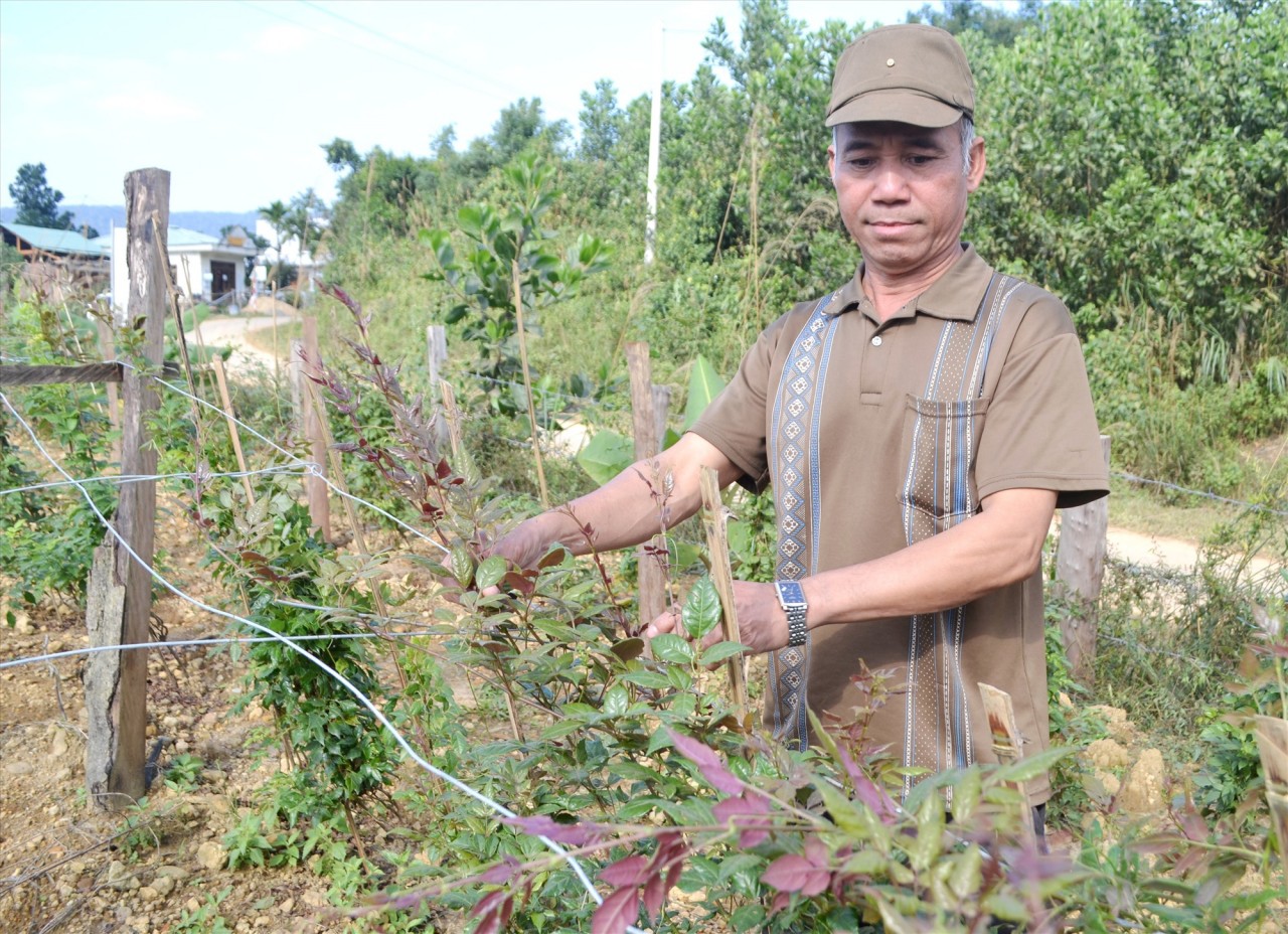 Quảng Nam: Phát triển cây chè để xóa đói giảm nghèo cho đồng bào miền núi