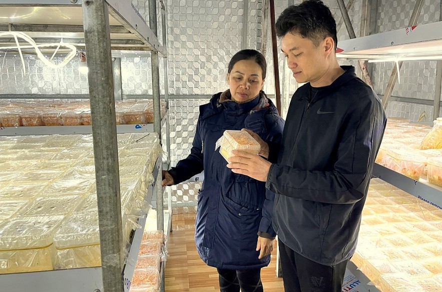 Đồng bào dân tộc huyện Sìn Hồ chuyển đổi cơ cấu cây trồng, vật nuôi