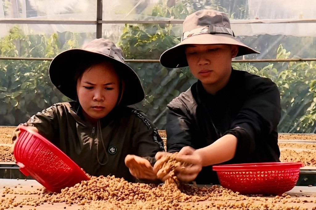 Đắk Lắk: Bà con các dân tộc phấn khởi vào mùa cà phê