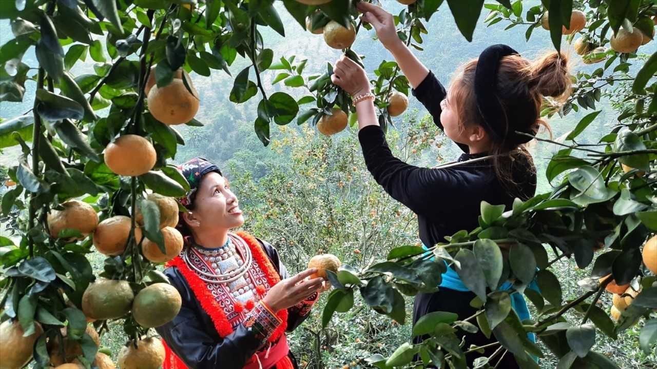 Tuyên Quang: Tập trung phát triển các sản phẩm chủ lực, cải thiện đời sống cho đồng bào dân tộc thiểu số