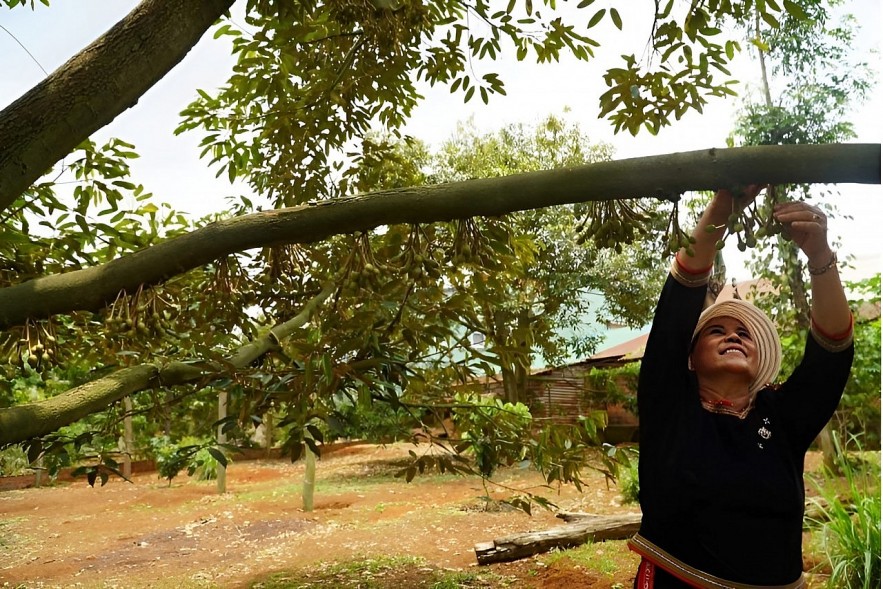 Đắk Lắk: Bà con đồng bào dân tộc thiểu số lãi lớn từ cây sầu riêng