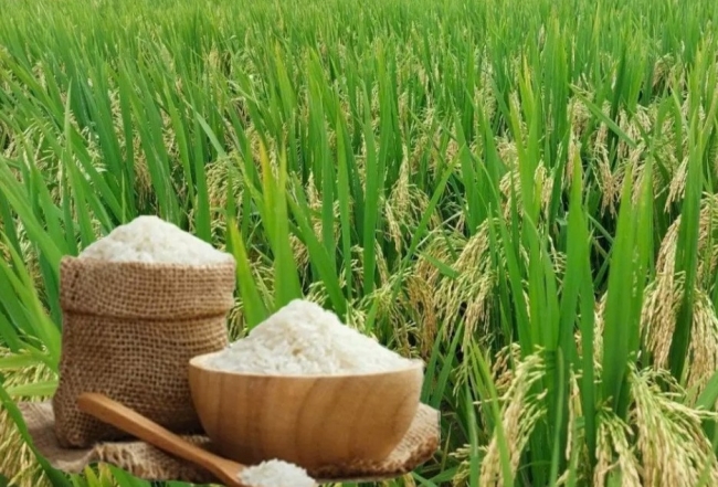 Ngày 9/5: Giá gạo tại Đồng bằng sông Cửu Long bình ổn, lúa có xu hướng giảm