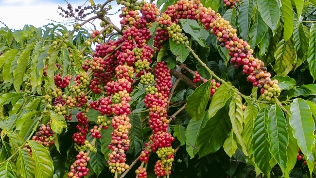 Ngày 16/1: Giá cà phê tiếp đà tăng, hồ tiêu đảo chiều giảm