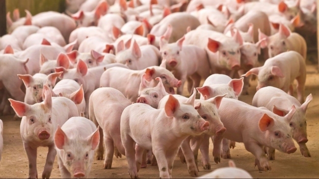 Ngày 5/3: Giá heo hơi tại nhiều địa phương trên cả nước tiếp tục xu hướng giảm