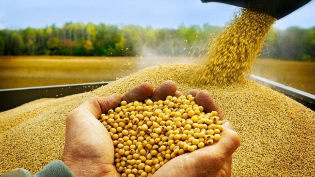 Giá đậu tương lên mức cao nhất trong 2 năm, dầu Brent vượt mốc 100 USD/thùng