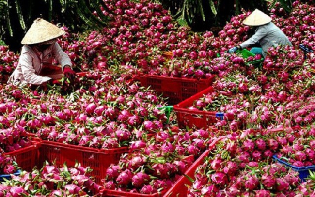 Thanh long Việt Nam xuất sang EU thuộc diện kiểm soát tăng cường với tần suất 30%