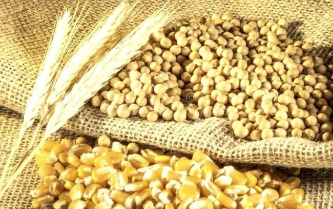 Giá ngô khởi sắc nhờ yếu tố cung - cầu, dầu đậu tương lập đỉnh 3 năm