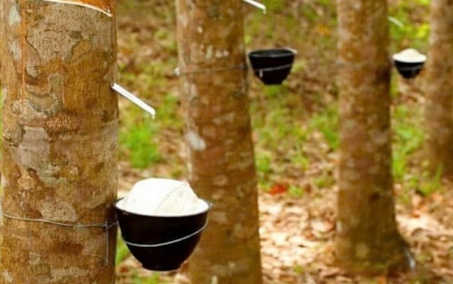 Ngày 4/6: Giá cao su thế giới đồng loạt tăng, trong nước ổn định