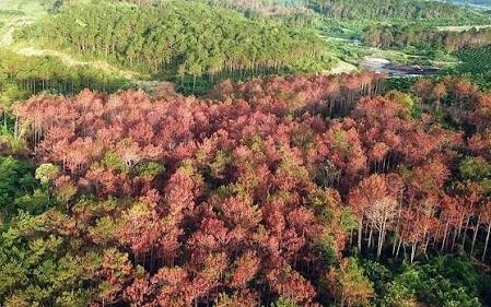 RECAF thúc đẩy giảm phát thải, chuẩn bị nền tảng cho thị trường các-bon