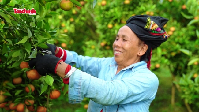 Chiềng Ban, Mai Sơn, Sơn La: Trồng cam, bưởi để giúp đồng bào dân tộc thiểu số thoát nghèo bền vững